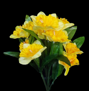 Daffodil x 12
16"