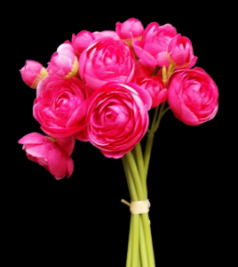 Dark Pink Mini Ranunculus Bundle x 6 
10"