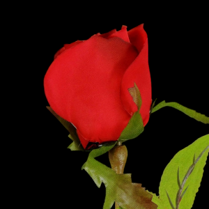 Dark Red Long Stem Rose Bud  S/12
26"