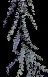 Eucalyptus Garland
6'
