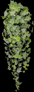 Frost Green Real Touch Ivy Hanger 
40"