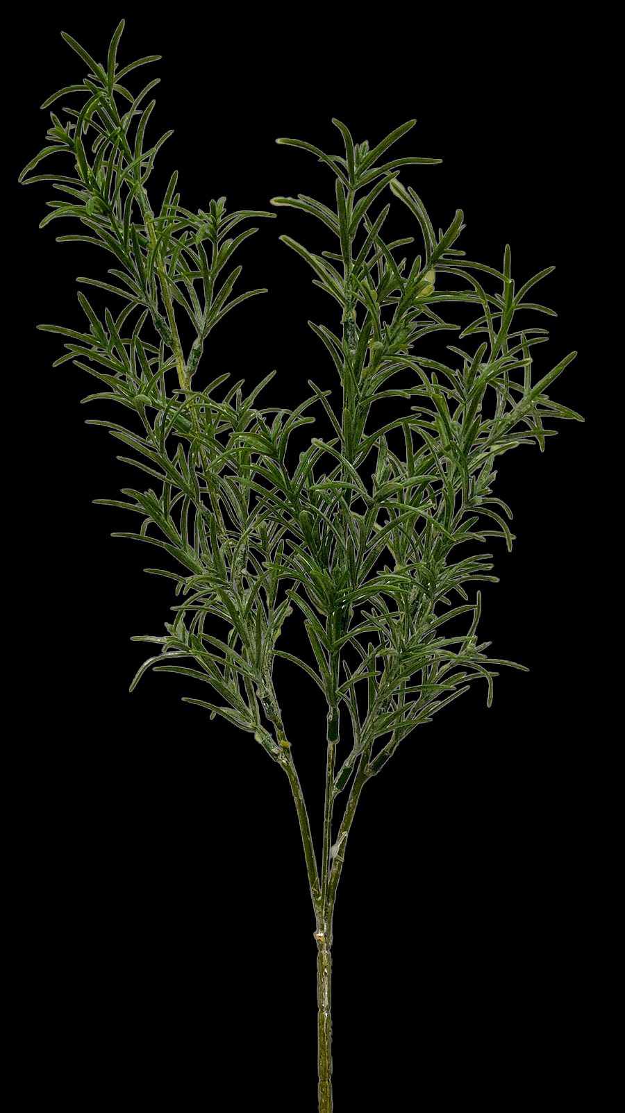 Frosted Green Rosemary Branch x 3
26"