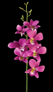 Fuchsia Dendrobium Orchid
32"
