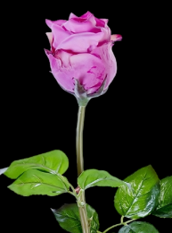Fuchsia Fresh Touch Beauty Rose Bud
25"