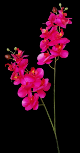 Fuchsia Phalaenopsis Orchid Spray x 2 
22"