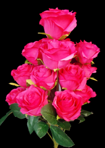 Fuchsia Rose x 18 
18"