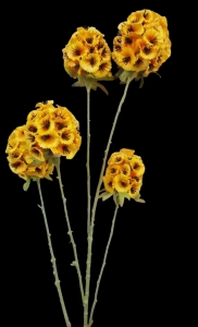 Gold Allium Stem x 5 
29"