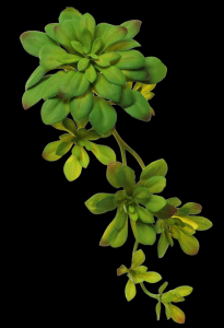 Green Flowering Succulent
10" x 7"