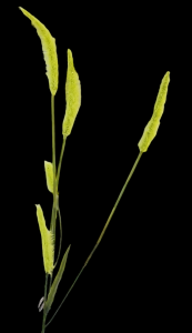 Green Fox Tail Grass x 5 
28"