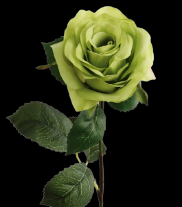 Green Open Rose Stem
20", 4" Bloom