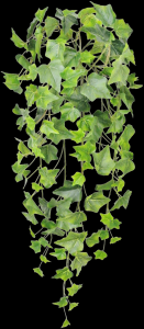 Green Real Touch Ivy Hanger
28"