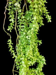 Hanging Willow Leaves Spray
53"