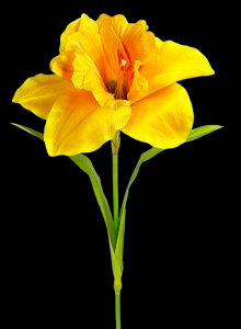 Jumbo Daffodil Stem
30", 12" Bloom