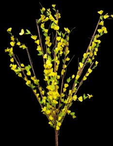 Large Wired Forsythia Branch x 10 
48"
