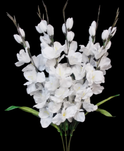 Large White Gladiolus x 6 
32"