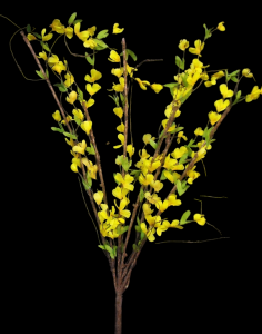 Large Wired Forsythia x 6 
44"