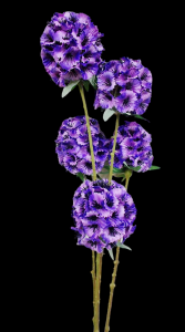 Lavender Allium Spray x 5 
27"