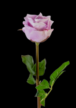 Lavender Fresh Touch Beauty Rose Bud
25"