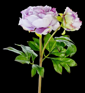 Lavender Fresh Touch Peony x 2
23"