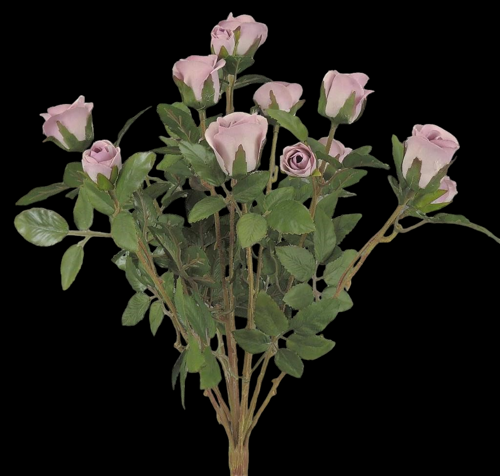 Lavender Mini Rose Bush x 11
16"