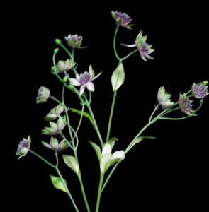 Lavender Moneywort Flower
28"