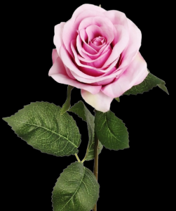 Lavender Open Rose Stem
20", 4" Bloom