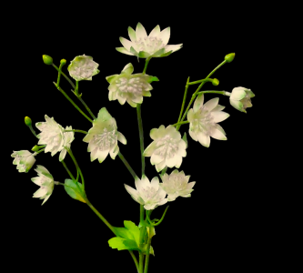 Light Green Moneywort Flower 
28"