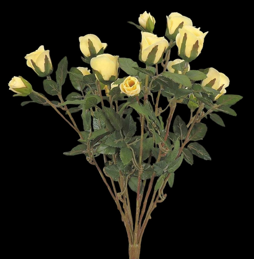 Light Yellow Mini Rose Bush x 11 
16"