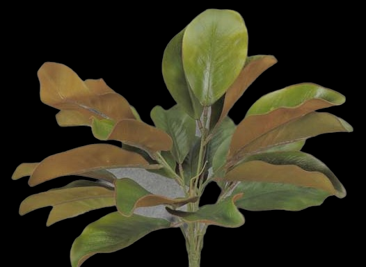 Magnolia Leaf Bush
18"