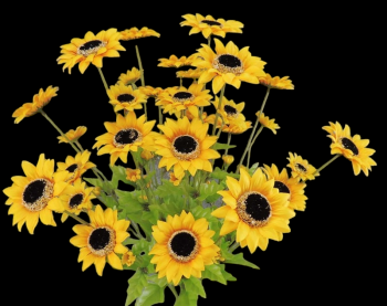 Golden Yellow Mini Sunflower x 10
22", 1" - 2.5" Blooms