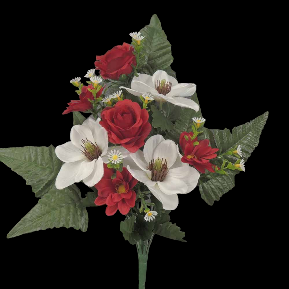 Red/White Mixed Magnolia Rose Daisy Half Bush
18"