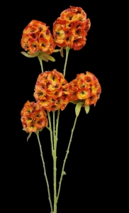 Orange Allium Stem x 5 
29"