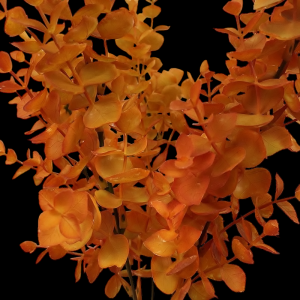 Orange Eucalyptus x 5 
14"