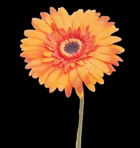 Orange Gerbera Stem 
25", 4.5" Bloom