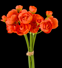 Orange Mini Ranunculus Bundle x 6
11"