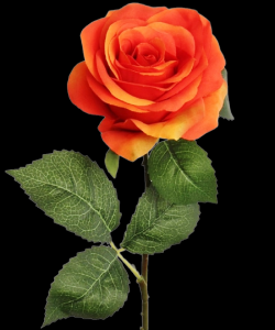 Orange Open Rose Stem
20", 4" Bloom