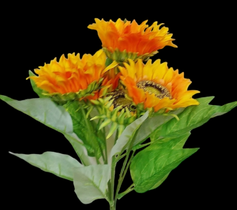 Orange Sunflower x 7 
17", 2.5" - 6" Blooms