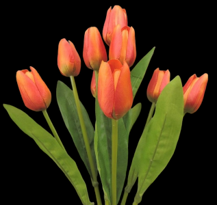 Orange Tulip x 9 
16"