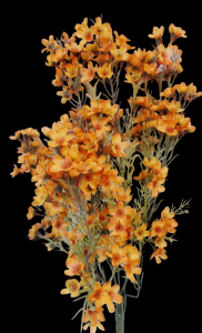 Orange Waxflower x 9 
18"