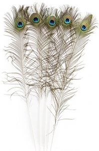 Full Size Peacock Tail Feathers S/12
30" - 36"
