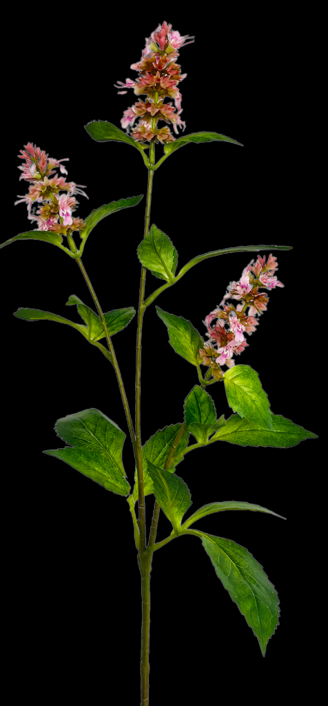 Pink Blooming Mint Branch 
22"