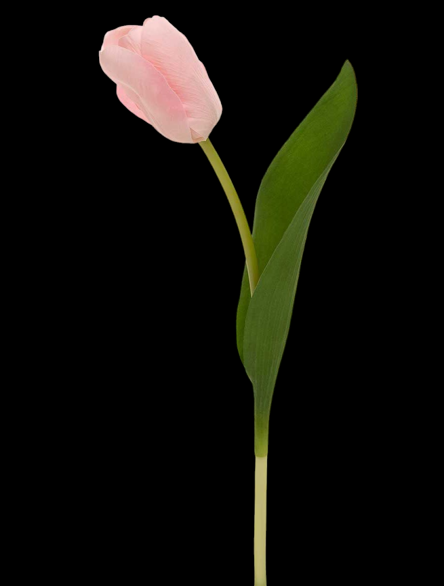 Pink Dutch Tulip Stem
14"