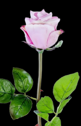 Pink Fresh Touch Beauty Rose Bud
25"