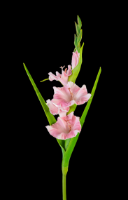 Pink Gladiolus Spray 
22"