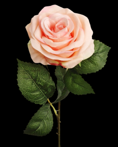 Pink Open Rose Stem
20", 4" Bloom