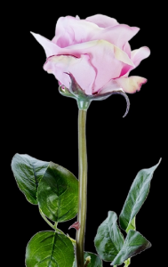 Pink Real Touch Beauty Open Rose Stem
25", 4" Bloom