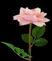 Pink Real Touch Large Bloom Open Rose Stem
26", 6" Bloom