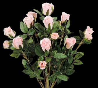 Pink Mini Rose Bush x 11 
16"