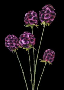 Plum Allium Stem x 5 
29"