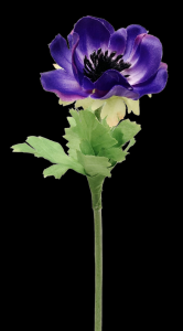 Purple Garden Anemone 
16"
